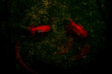 昏い水の中を泳ぐ二匹の赤い金魚
