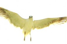 空を飛ぶ鳥の写真素材