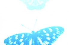 発光する青い蝶