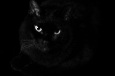 鋭い目の黒猫