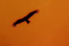 赤い空を飛ぶトンビと夕陽