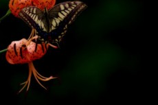 クルマユリに留まる蝶の写真素材