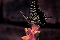 キバナコスモスとアゲハ蝶の写真素材