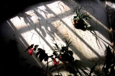温室の植物と壁に伸びる長い影