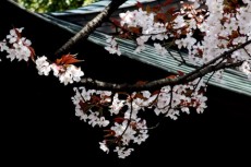 和風建築と桜の写真素材