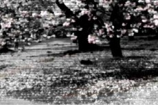 桜とベンチの写真素材
