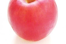 リンゴの写真素材