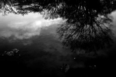 水に映る森の写真素材