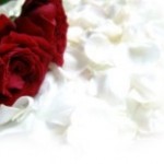 赤い薔薇と白い花びら