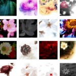 50*50ピクセルの植物の写真（355個）