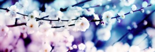 咲き初めの白梅（3パターン)