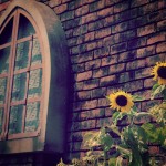 【高解像度】レンガ壁と向日葵がある風景（3パターン）