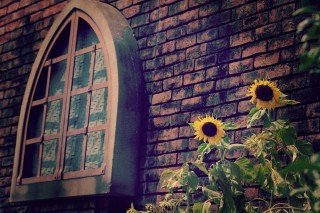 【高解像度】レンガ壁と向日葵がある風景（3パターン）