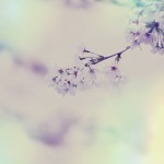 【高解像度】淡い一枝の桜（3パターン）