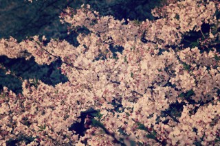 【高解像度】満開の桜（2パターン）