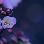 【高解像度】白紅斑の木瓜（ボケ）の花（3パターン）