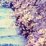 【高解像度】流れる川と満開の桜（3パターン）