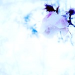 【高解像度】雪の中の薔薇（3パターン）