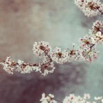 【高解像度】川辺に咲く桜（3パターン）