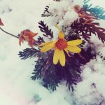 【高解像度】雪に埋もれる花（2パターン）