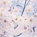 【高解像度】清々しいイメージの桜（3パターン）
