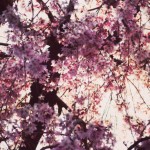 【高解像度】降り注ぐような枝垂れ桜（3パターン）
