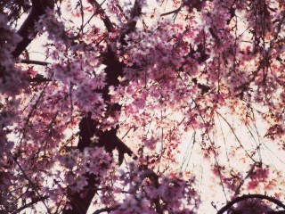 【高解像度】降り注ぐような枝垂れ桜（3パターン）