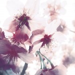 【高解像度】光に透ける桜の花びら（3パターン）