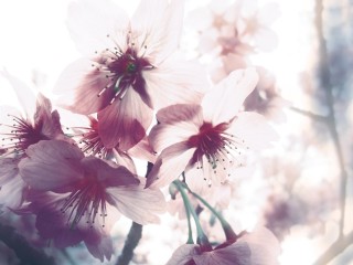 【高解像度】光に透ける桜の花びら（3パターン）