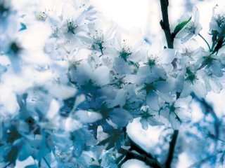 【高解像度】白く透き通るような桜（3パターン）