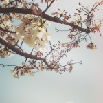 【高解像度】穏やかな雰囲気の桜の木（3パターン）