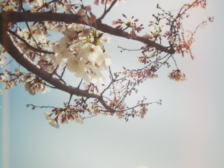【高解像度】穏やかな雰囲気の桜の木（3パターン）