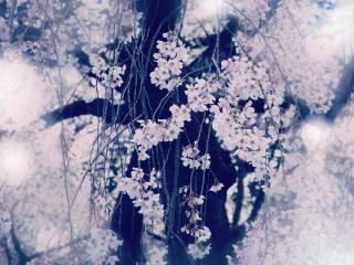 【高解像度】枝垂れ桜・万朶乃花（3パターン）