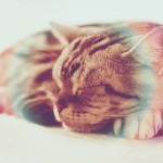 【高解像度】気持ち良さそうに眠る猫（アメリカンショートヘア）（3パターン）