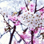 【高解像度】白とピンクの桜（3パターン）