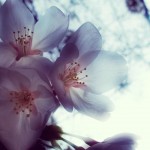 【高解像度】ぼんやり透ける桜（3パターン）