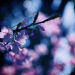 【高解像度】光の中の桜（3パターン）