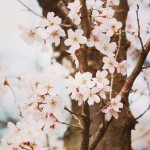 【高解像度】桜の樹と花（3パターン）