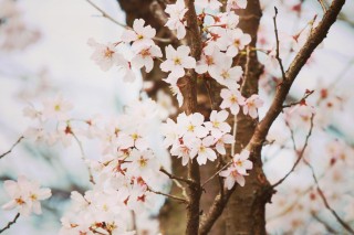 【高解像度】桜の樹と花（3パターン）