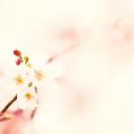 【高解像度】春色に溶け込む桜（3パターン）