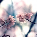 【高解像度】二輪の桜（3パターン）
