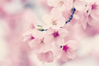 【高解像度】枝先に咲く桜（3パターン）
