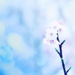 【高解像度】蕾をつける一枝の桜（3パターン）