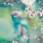 【高解像度】桜が縁取る鮮やかな風景（3パターン）