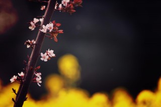 【高解像度】枝に咲く西洋李（プラム）の花（3パターン）
