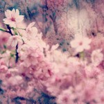 【高解像度】妖艶な桜（3パターン）