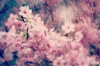 【高解像度】妖艶な桜（3パターン）