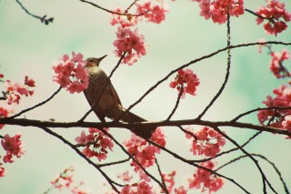 【高解像度】レトロな雰囲気の桜とヒヨドリ（3パターン）