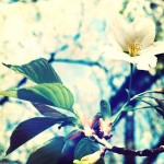 【高解像度】滲む木々と一輪の桜（3パターン）