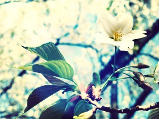 【高解像度】滲む木々と一輪の桜（3パターン）